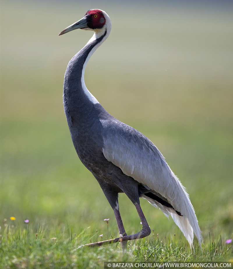 birding tour mongolia 